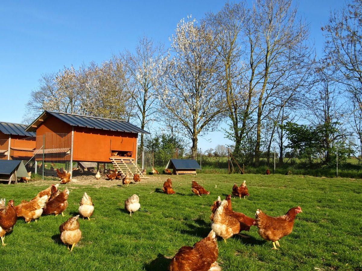 Les œufs Notre Basse Cour Elevage de poules pondeuses | Hot Sex Picture